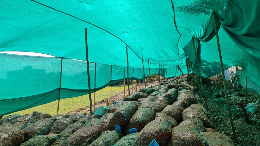 High-Curcumin Turmeric / Haldi Field Operations