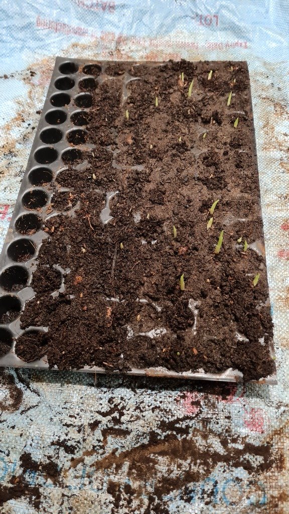High-Curcumin Turmeric / Haldi Field Operations